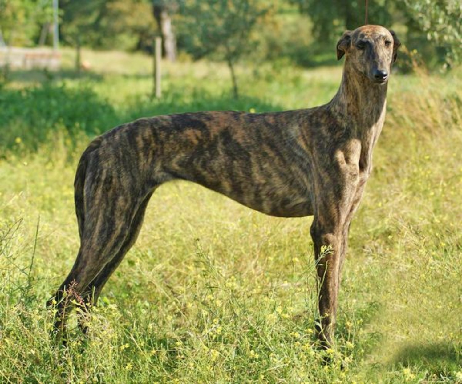 Spanish Greyhound