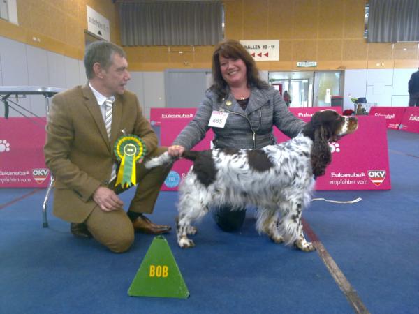 Trimere Touch of Spice | English Springer Spaniel 