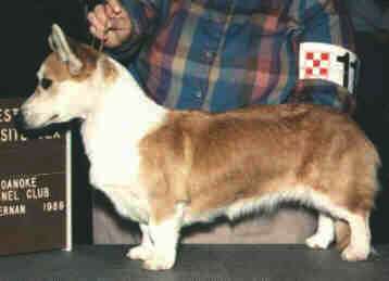 Phi-Vestavia Luck Be A Lady | Cardigan Welsh Corgi 