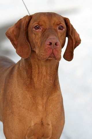 Hookside Cinkos | Hungarian Vizsla 