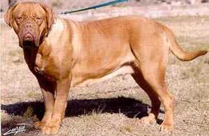 Maruxa de Bariloche | Dogue de Bordeaux 