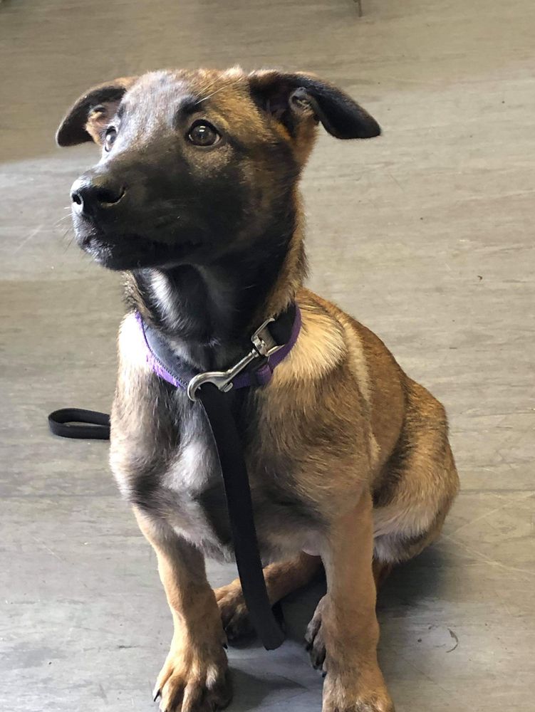 SKNINE Ammo | Belgian Malinois 