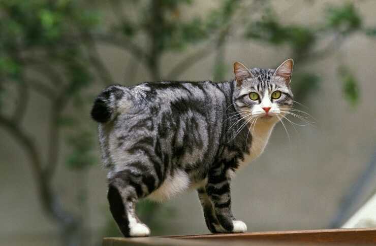 Korean Bobtail