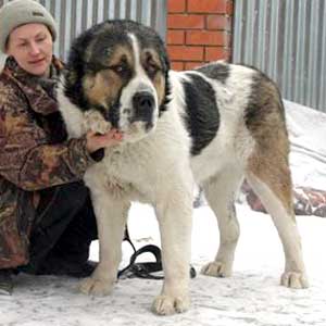 ?????? ????? ?????? | Central Asian Shepherd Dog 
