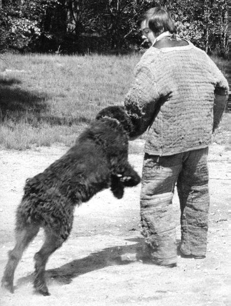 Benno (1971) | Bouvier des Flandres 