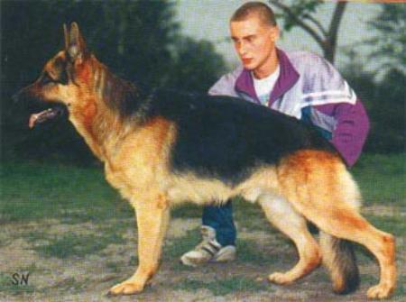 Kerri Stalker | German Shepherd Dog 