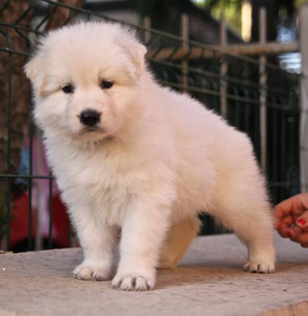 Sparkling Sunrise | White Swiss Shepherd Dog 