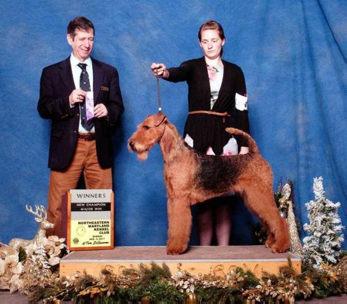 Joval Glorious Starlight | Airedale Terrier 