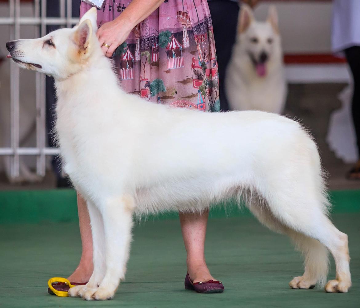 NUNKI DO JARDIM DE ALDEIA | White Swiss Shepherd Dog 