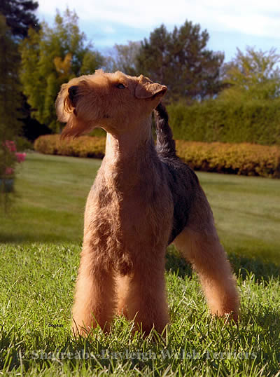 Shaireab´s Bayleigh Of Brynhir | Welsh Terrier 