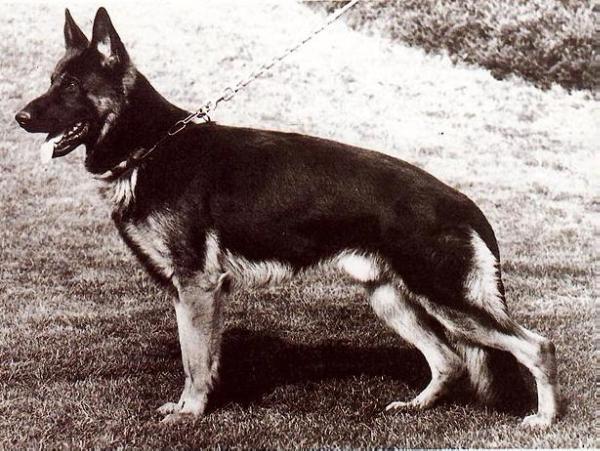 Arras von der Grüber-Hölle | German Shepherd Dog 