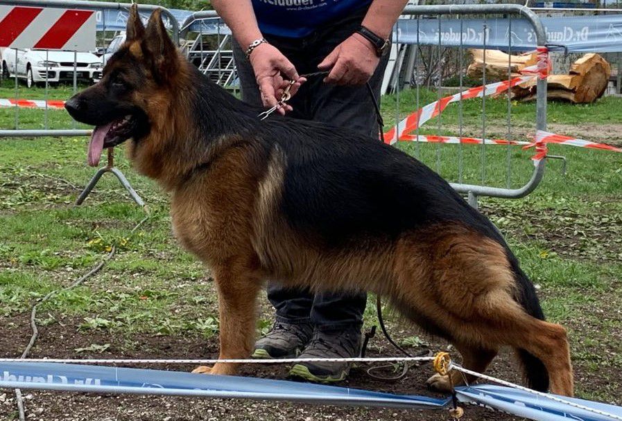 Lord vom Pizzorusso | German Shepherd Dog 