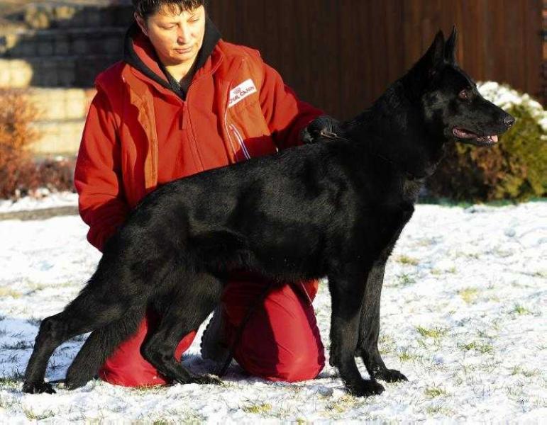 Haska vom Röhnsaler Bach | German Shepherd Dog 