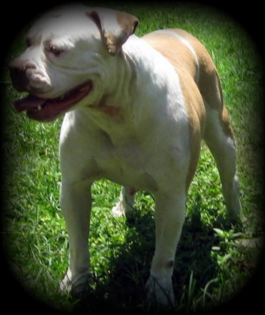 Everglades Blue | American Bulldog 