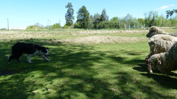 Evita del Manoir du Lac | Border Collie 