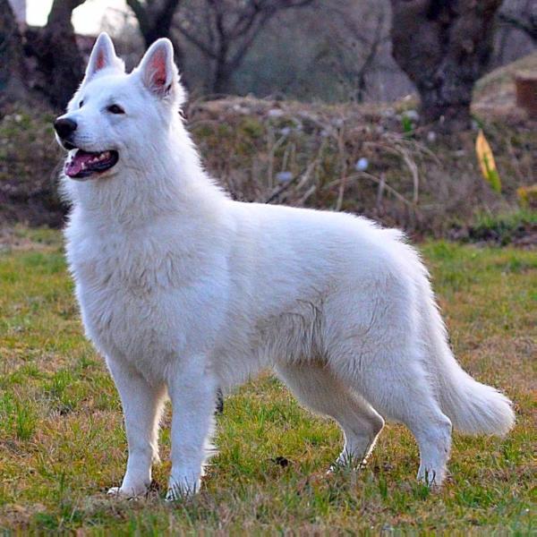 Absolute White Chocolate Capo Martino | White Swiss Shepherd Dog 