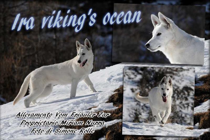 Ira viking's ocean Vom Friauler Zar | White Swiss Shepherd Dog 