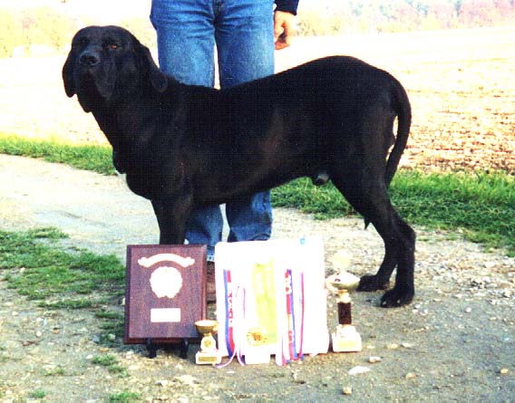 Karibe z Bodlácí | Fila Brasileiro 