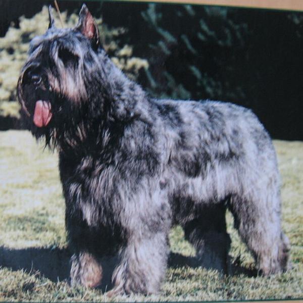 Centauri's Fleur de Lis | Bouvier des Flandres 