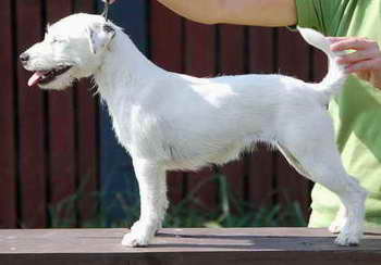 Hestia Paleur | Parson Russell Terrier 