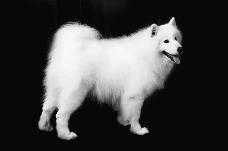 Alan Joey Prado Von Blanc | Samoyed 