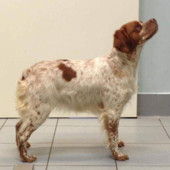 KIRA (HR  17724) | Brittany 