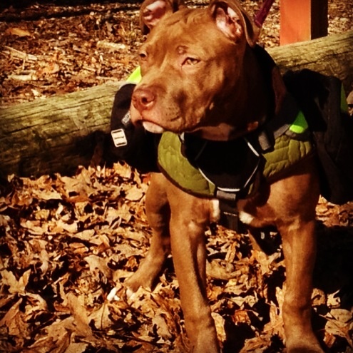 Sojourner | American Pit Bull Terrier 