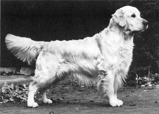 Stirchley Saxon | Golden Retriever 