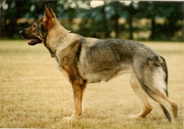 Illa vom Körbelbach | German Shepherd Dog 