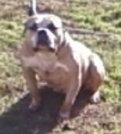 Calikingpin's Monstas Gypsy | American Pit Bull Terrier 