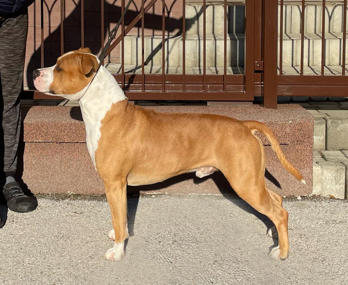 Red Bull Fer-staff | American Staffordshire Terrier 