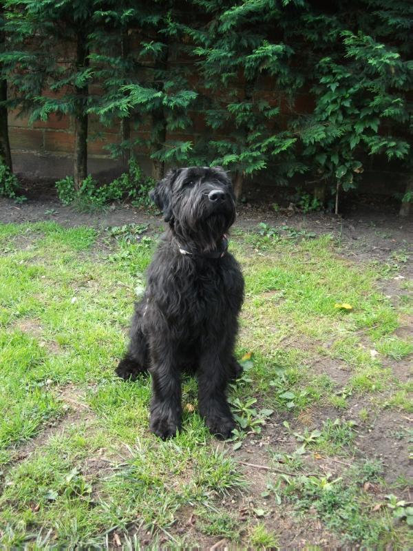 Fergus des hardis des coudreaux | Bouvier des Flandres 