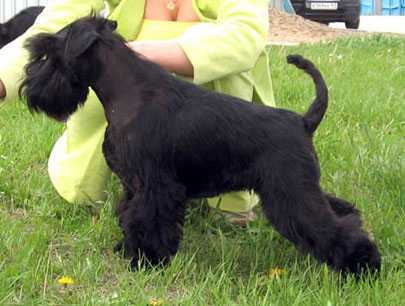 Star Dream Galaxy | Miniature Schnauzer 