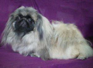 Shakti kapris las-Vegasa | Pekingese 