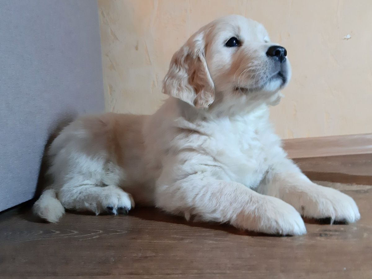 Zirka Yasna Na Svitanku | Golden Retriever 