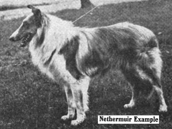 Nethermuir Example 146091 | Rough Collie 