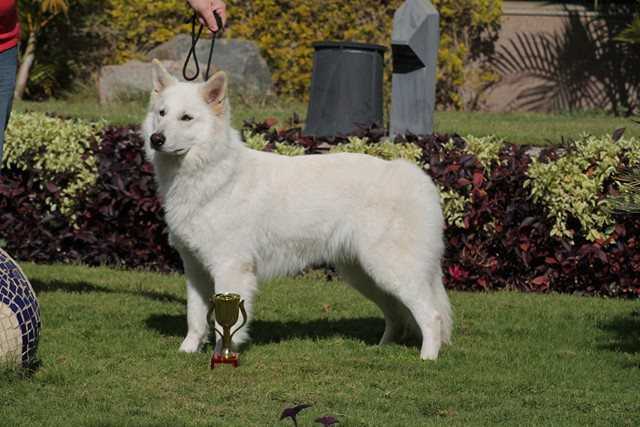 MAIA QUEEN OF ICE DU DOMAINE DE LA PATTE BLANCHE | White Swiss Shepherd Dog 