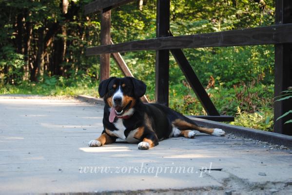 Hunter v. Bogenthal | Entlebucher Mountain Dog 