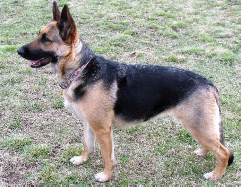 Roschka Royale Von Der LeiliHaus | German Shepherd Dog 