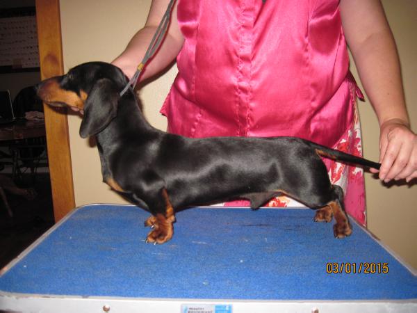 ACEM-SUMMER-SURPRIZE-MS | Dachshund 