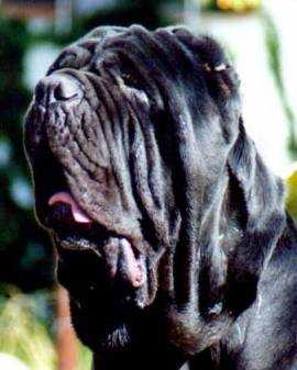 ISIDORO DE AZZURRA | Neapolitan Mastiff 