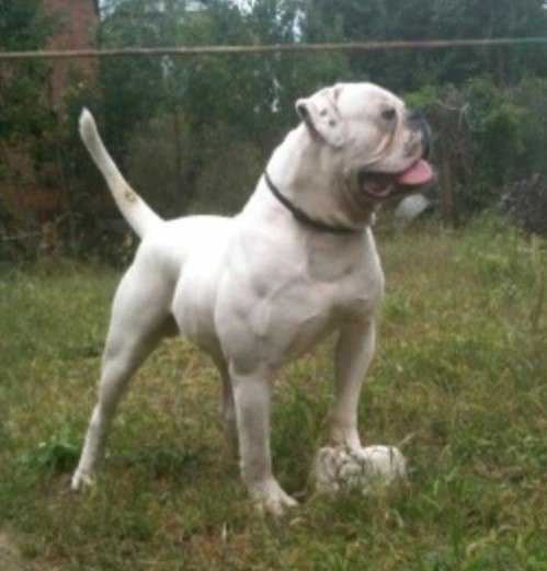 Joker Aristocrat Of Priority And Majesty | American Bulldog 