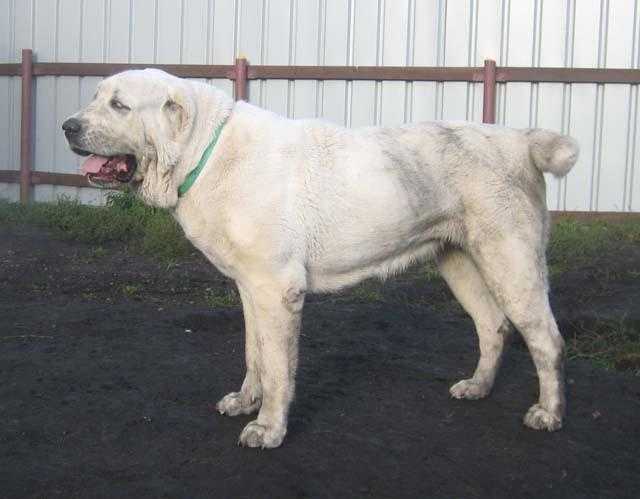Sher-Giz Tatma | Central Asian Shepherd Dog 