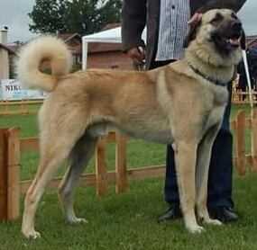 Fatihin Bekci | Kangal 