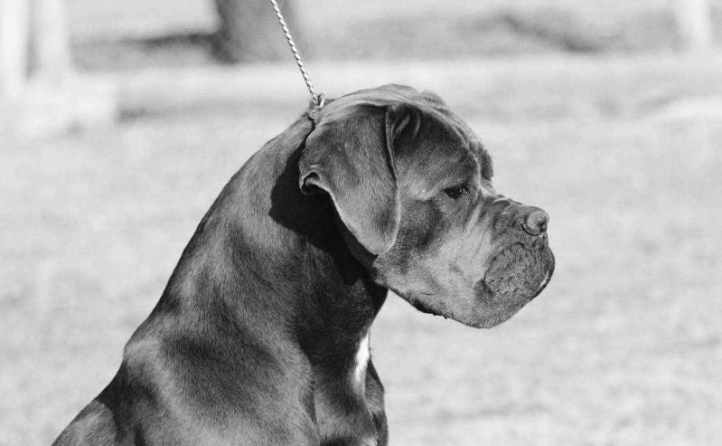 Beverly Hills Big Boss Farm | Cane Corso 