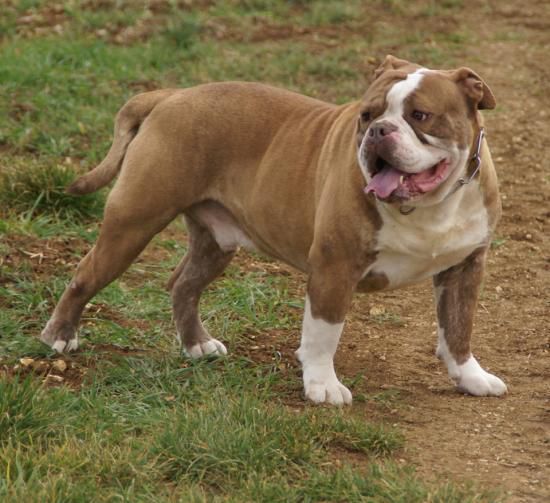 bullforce MR redbull | Olde English Bulldogge 