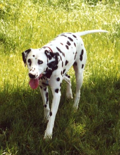 Black Beauty of Wolfcubs | Dalmatian 