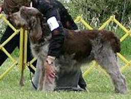 Pupa Dell'adige | Spinone Italiano 