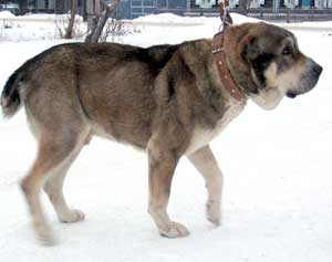 Darstan Esaul | Central Asian Shepherd Dog 