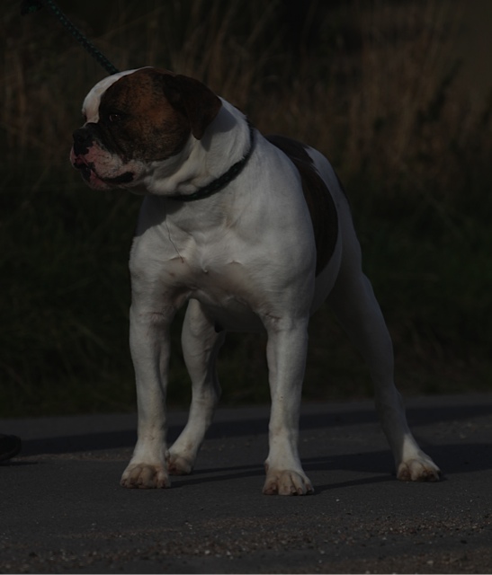 Ostergaard's Erna | American Bulldog 